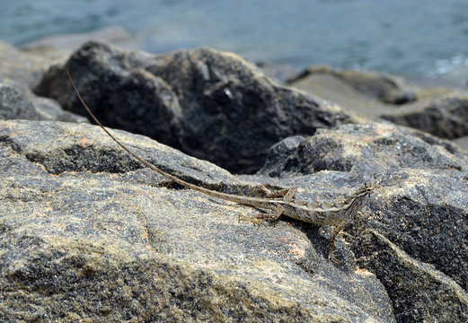little lizard sitting on the rock in nature detail photo