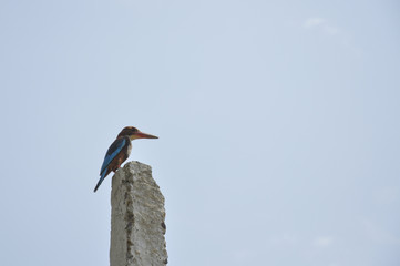 Obraz premium A Kingfisher in Punjab, India