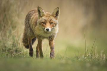 Naklejka na ściany i meble Wild red fox