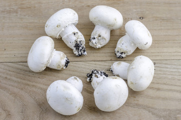 Mushrooms in circle.