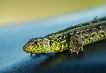 Brown and green lizard