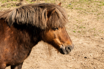 Fototapeta premium Pferd_Portrait_Pony