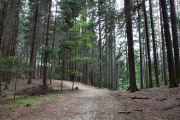 Obraz premium National Park of Adrspach-Teplice rocks. Czech Republic