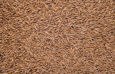 oat grain