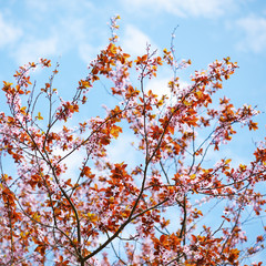 Cherry plum blossom on blue sky background