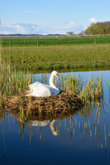 Beautiful swan on its nest in the lake
