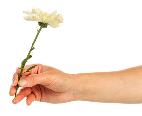 Hand holding yellow chrysanthemum