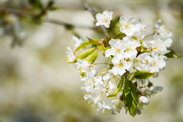 Cherry flowers blossoming in the springtime.