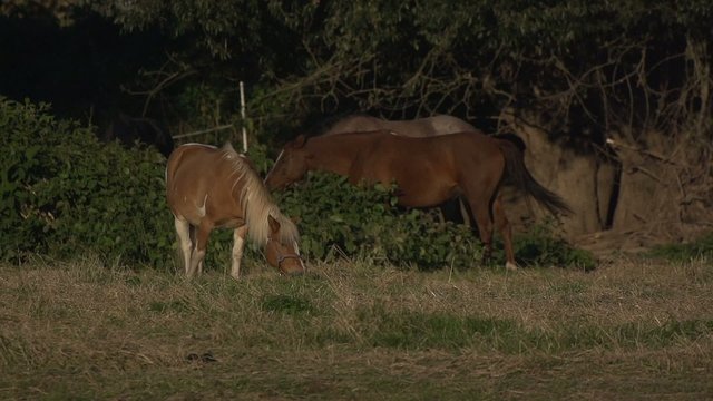 Pferde auf der Weide in Zeitlupe, Slow Motion in Dresden
