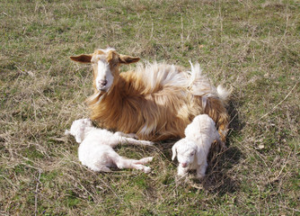 Obraz premium Goat with two newborn kids on meadow