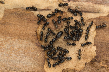 Black ant colony, likey Camponotus  pennsylvanicus
