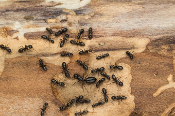 Ant colony with queen. likely black carpenter ants,