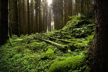 Fotobehang Green spruce forest in sweden © michelkarlsson