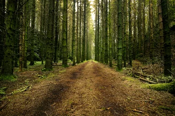 Zelfklevend Fotobehang Dirt road through a swedish spruce forest © michelkarlsson