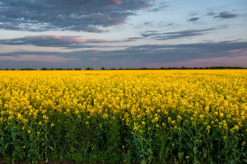 sunset in yellow rapeseed field