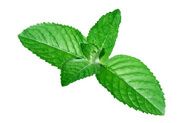 fresh peppermint leaves on white background