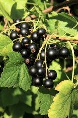 black currant branch