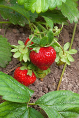 ripe strawberries in a garden