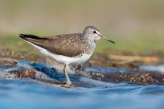 Green sandpiper stands near the water