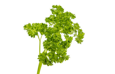 green leaves of parsley