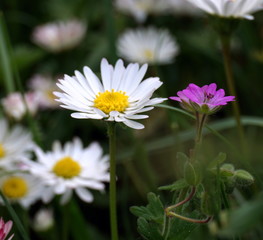 Gänseblümchen