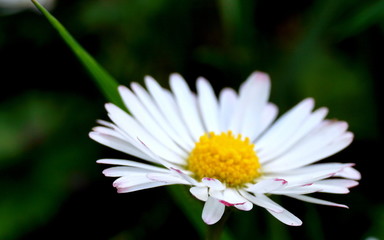 Obraz premium Gänseblümchen