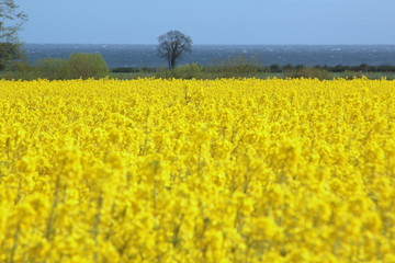 Obraz premium Bild eines Rapsfeldes in der Probstei im Mai
