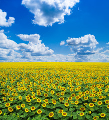 sunflower field