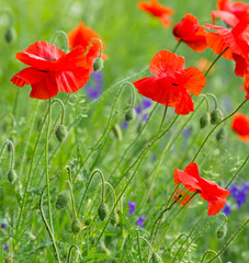 Obraz premium red poppy on cereal field