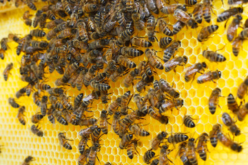 Bees