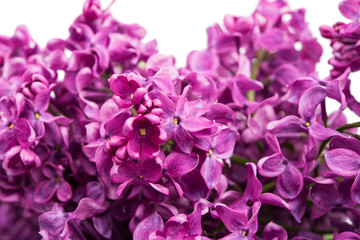 Fototapeta premium lilac flowers