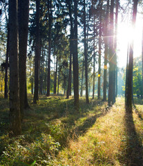 forest trees