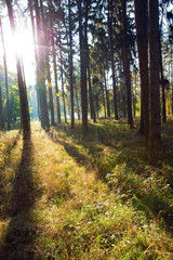 Obraz premium forest trees