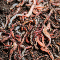 Kompostwürmer
