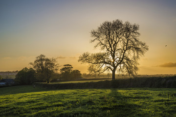 Fototapeta na wymiar Tree in fields at sunset with golden sky , Cornwall, UK