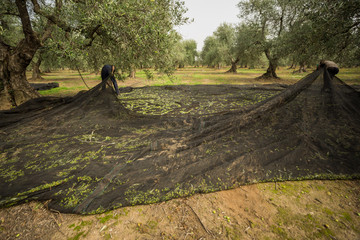 uomini lavoro olive