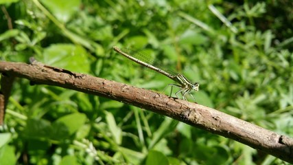 Dragonfly