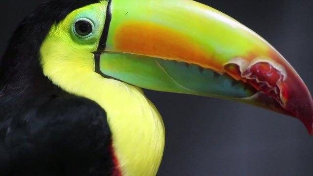 The keel-billed toucan (Ramphastos sulfuratus)