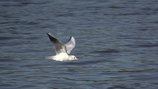 M&ouml;we in Zeitlupe fliegt &uuml;ber die Elbe in Dresden