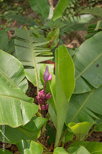 "Blüte einer Bananenpflanze" Stockfotos und lizenzfreie Bilder auf