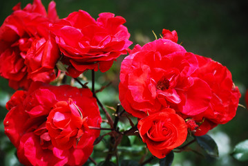 Red roses in the backyard
