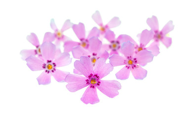 Fototapeta na wymiar phlox flowers