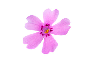 Fototapeta na wymiar phlox flowers