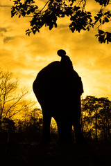 Fototapeta na wymiar asian elephant