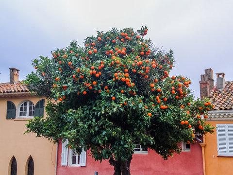 Orangers à Bormes-les-Mimosas