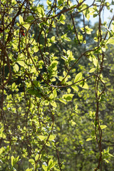 Schisandra - young buds and leaves