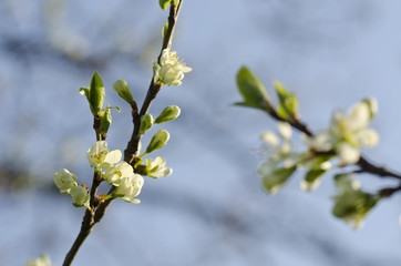 plum flower