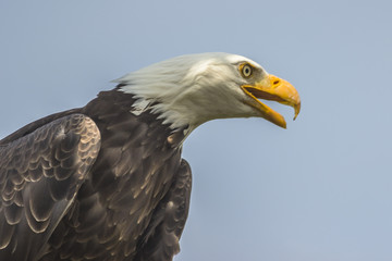 Weißkopfseeadler (Haliaeetus leucocephalus).