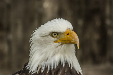 Weißkopfseeadler (Haliaeetus leucocephalus).