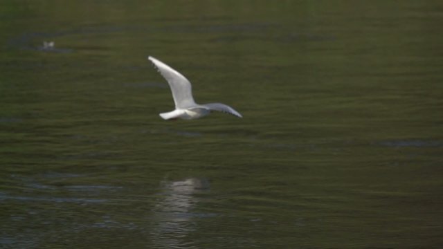 M&ouml;we in Zeitlupe fliegt &uuml;ber die Elbe in Dresden